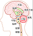 知られざる小脳の力①：運動と認知の秘密を解明