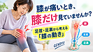 膝が痛いとき、膝だけ見ていませんか？足首・足裏から考える膝の動き