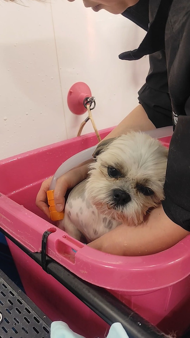 トリミング怖がりなシーズーちゃん