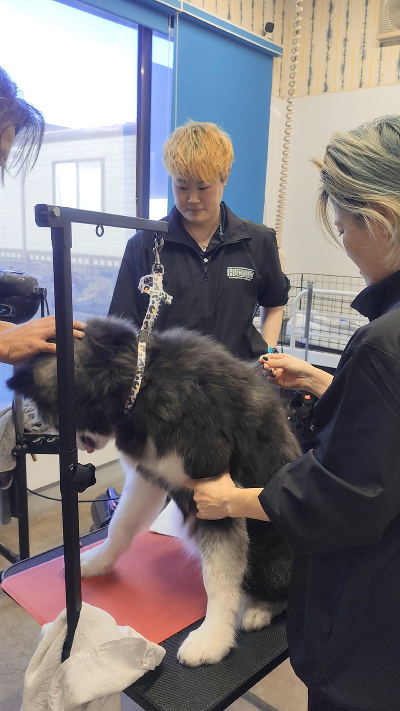 トレーナーと一緒にトリミング練習