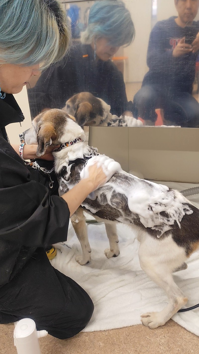 シャンプーする大型犬