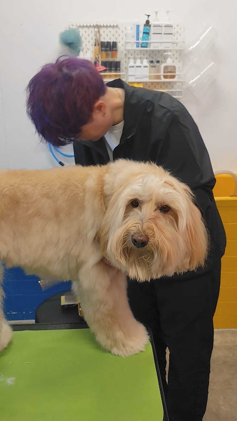 大分市でドゥードゥルのトリミングを行うHUGDOG 大分市でドゥードゥルのトリミングを行うHUGDOG