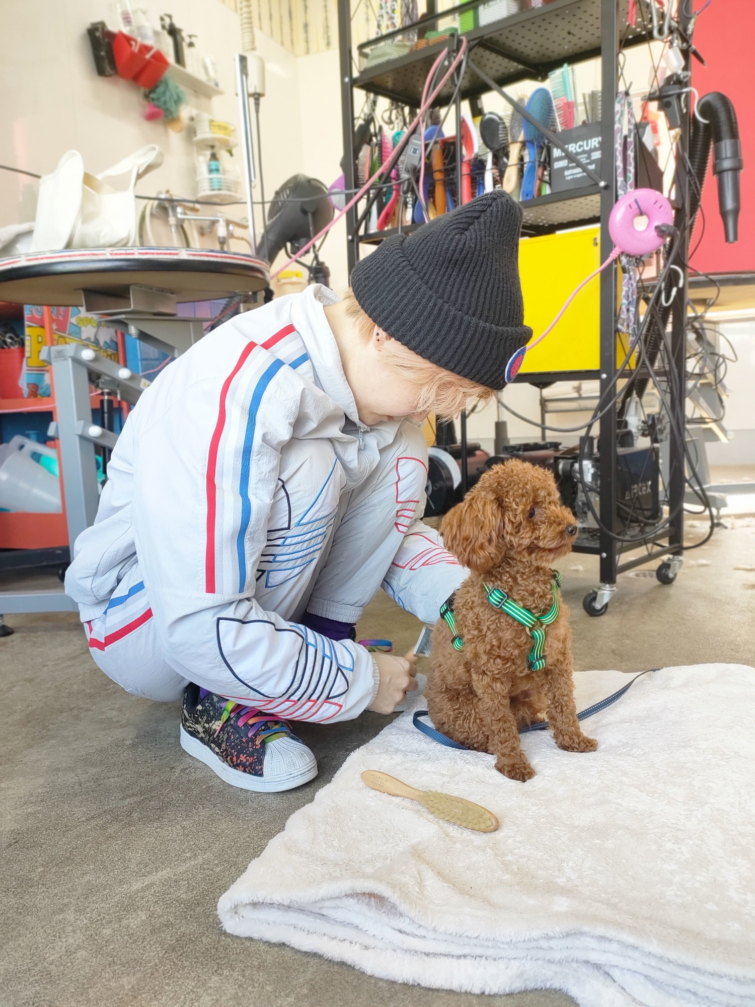 他店でトリミングお断りされたプードルちゃん