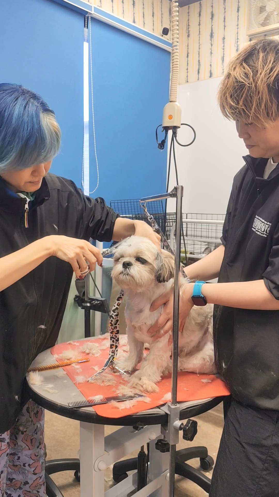 トリミング中に唸る、怖がりなシーズー