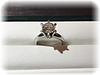 ＜リフォーム：昔の立爪婚約指輪＞1カラットの立爪ダイヤモンドリング。フラットなデザイン、普段使いできるデザインにリフォーム！