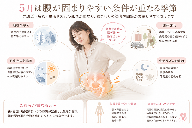 5月の朝に腰が固まりやすくなる理由を、気温差・連休疲れ・生活リズムの乱れ・朝晩の冷えといった要因からわかりやすく整理した図解です。腰だけでなく、骨盤や股関節まわりの筋肉・関節が緊張し、血流低下や疲労の蓄積によって朝の腰の重さや動き出しのつらさにつながることを視覚的に表現しています。