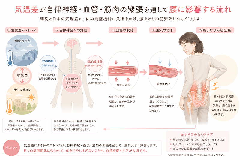 朝晩と日中の気温差が、自律神経の負担、血管の収縮、血流低下、腰まわりの筋緊張へつながる仕組みを解説した医療・整体向け図解です。5月に腰痛が出やすい背景として、単なる冷えだけでなく、体温調整による疲労や循環の低下が腰・骨盤・股関節に影響することをわかりやすく示しています。