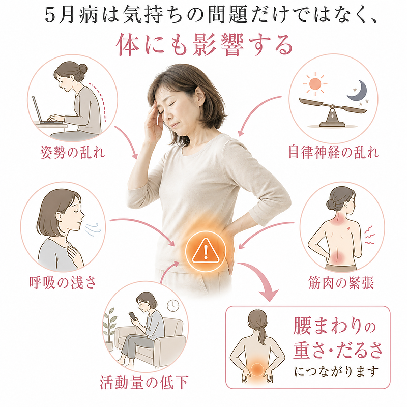 5月病は気持ちの問題だけでなく、姿勢の乱れ・呼吸の浅さ・自律神経の乱れ・筋緊張・活動量低下が重なり、腰の重さやだるさにつながることを表した図解です。連休明けに腰痛を感じる40〜50代女性にもわかりやすく、心と体の両面から不調を見直す大切さを伝えています。