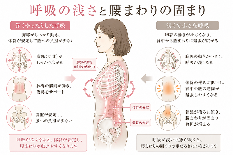 呼吸が浅くなることで胸郭や肋骨の動きが小さくなり、背中から腰まわりの筋肉が緊張しやすくなることを示した図解です。5月病やストレスによる浅い呼吸が、腰の重さや体幹の不安定さにつながる関係をわかりやすく表現しています。