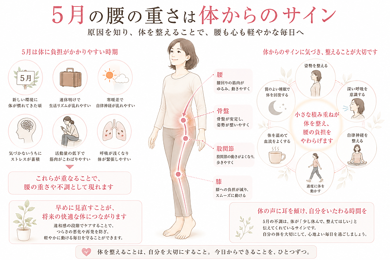 5月の腰の重さは体からのサインであり、連休明け・寒暖差・自律神経の乱れ・呼吸の浅さ・活動量低下などが重なって起こることをまとめた図解です。姿勢や呼吸、腰・骨盤・股関節・膝のつながりを整える大切さを、前向きで安心感のあるデザインで表現しています。