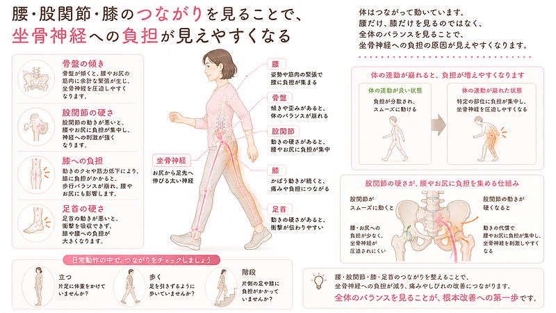 坐骨神経への負担は、腰だけでなく、骨盤の傾き、股関節の硬さ、膝への負担、足首の硬さなどによって強くなることがあります。体はつながって動いているため、一部分の動きが悪くなると、別の場所に負担が集中します。腰・股関節・膝・足首の連動を確認することで、坐骨神経痛の原因が見えやすくなります。