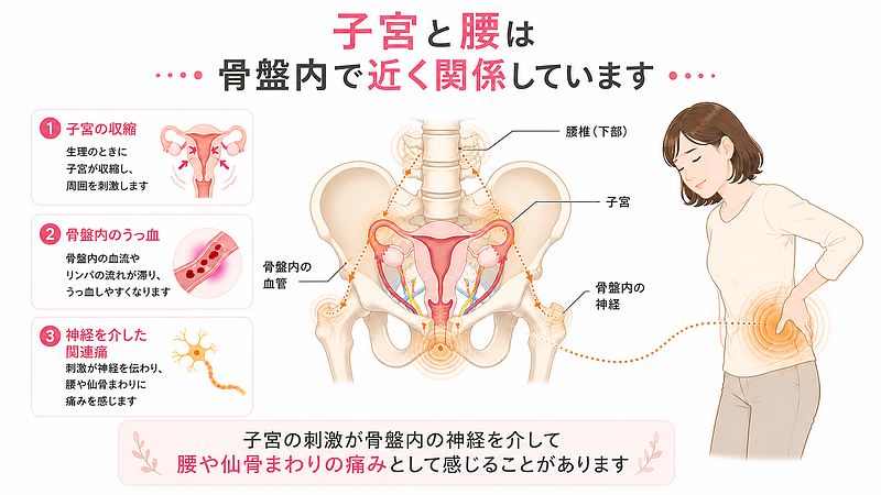 子宮と腰・仙骨まわりが骨盤内で近い関係にあることを示した医学図解です。子宮の刺激が骨盤内の神経や血管を介して腰痛として感じられる仕組みを、骨盤・腰椎・仙骨・子宮の位置関係から解説しています。