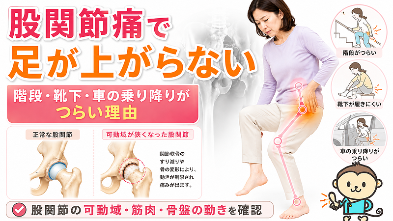 股関節痛で足が上がらない原因を、階段・靴下・車の乗り降りなど日常動作と関連づけて解説するマイベストプロ記事用サムネイル画像です。股関節の可動域低下、筋肉の硬さ、骨盤の動きの関係を、女性イラスト・股関節図解・レントゲン風画像・猿マスコットでわかりやすく表現しています。 股関節痛で足が上がらない原因を、階段・靴下・車の乗り降りなど日常動作と関連づけて解説するマイベストプロ記事用サムネイル画像です。股関節の可動域低下、筋肉の硬さ、骨盤の動きの関係を、女性イラスト・股関節図解・レントゲン風画像・猿マスコットでわかりやすく表現しています。