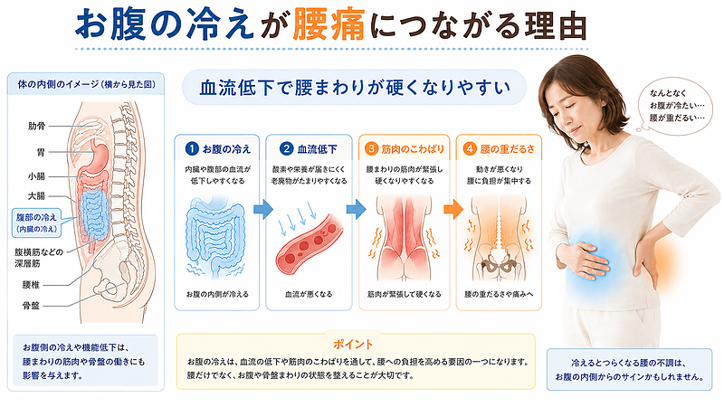 お腹の冷えが血流低下を起こし、腰まわりの筋肉のこわばりや腰の重だるさにつながる流れを解説した医学図解です。胃腸・小腸・大腸、腰椎、骨盤の位置関係を示し、内臓型冷え性と腰痛の関係を視覚的に理解しやすくしています。 お腹の冷えが血流低下を起こし、腰まわりの筋肉のこわばりや腰の重だるさにつながる流れを解説した医学図解です。胃腸・小腸・大腸、腰椎、骨盤の位置関係を示し、内臓型冷え性と腰痛の関係を視覚的に理解しやすくしています。