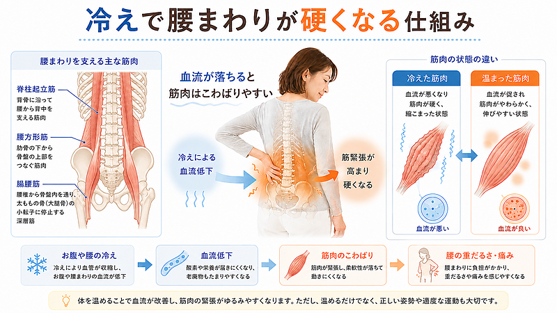 冷えによる血流低下で、脊柱起立筋・腰方形筋・腸腰筋など腰まわりの筋肉がこわばりやすくなる仕組みを解説した画像です。冷えた筋肉と温まった筋肉の違いを比較し、内臓型冷え性による腰痛の原因を専門的に伝えています。 冷えによる血流低下で、脊柱起立筋・腰方形筋・腸腰筋など腰まわりの筋肉がこわばりやすくなる仕組みを解説した画像です。冷えた筋肉と温まった筋肉の違いを比較し、内臓型冷え性による腰痛の原因を専門的に伝えています。