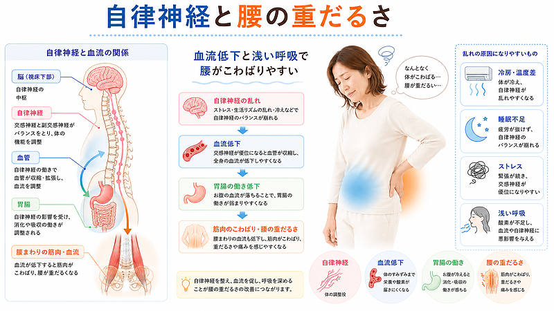 自律神経の乱れ、血流低下、胃腸の働きの低下、浅い呼吸が腰の重だるさにつながる流れを解説した医療整体図解です。冷房・温度差・睡眠不足・ストレスなど、内臓型冷え性と腰痛に関係しやすい生活要因もわかりやすく整理しています。 自律神経の乱れ、血流低下、胃腸の働きの低下、浅い呼吸が腰の重だるさにつながる流れを解説した医療整体図解です。冷房・温度差・睡眠不足・ストレスなど、内臓型冷え性と腰痛に関係しやすい生活要因もわかりやすく整理しています。