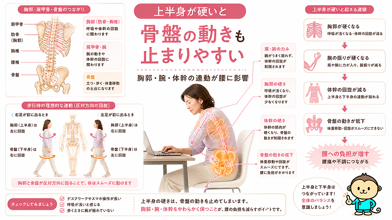 デスクワークやスマホ姿勢で上半身が硬くなると、胸郭・腕・体幹の連動が低下し、骨盤の動きも止まりやすくなることを示した図解です。腰痛を腰だけでなく、上半身と骨盤のつながりから考えるための説明画像です。 デスクワークやスマホ姿勢で上半身が硬くなると、胸郭・腕・体幹の連動が低下し、骨盤の動きも止まりやすくなることを示した図解です。腰痛を腰だけでなく、上半身と骨盤のつながりから考えるための説明画像です。