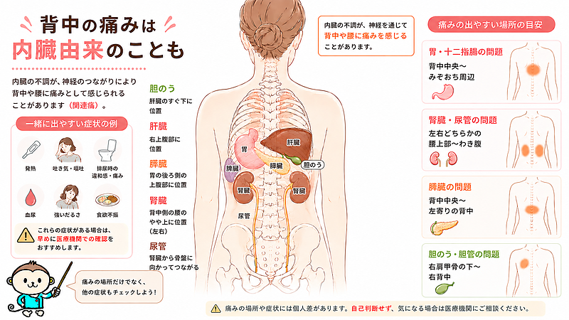 背中の痛みが内臓由来で起こることがある理由を説明した医学図解画像です。腎臓・尿管、胃・十二指腸、膵臓、胆のう・胆管などの位置と、背中や腰に痛みが出やすい場所の目安を示し、痛みの場所だけでなく発熱・吐き気・血尿・排尿異常などの症状も確認する重要性を伝えています。