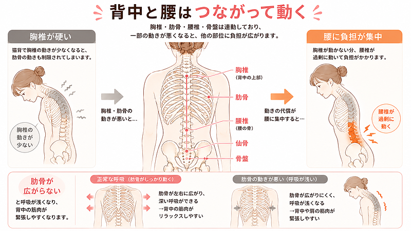 背骨・肋骨・骨盤が連動して動く仕組みを解説した図解画像です。胸椎や肋骨の動きが悪くなると、腰椎が代わりに動きすぎて負担が集中しやすくなる流れを示しています。呼吸の浅さや肋骨の硬さが、背中から腰の緊張につながることも視覚的に理解できる内容です。