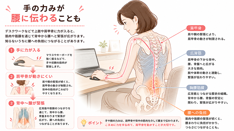 デスクワーク中の手や腕の力みが、肩甲骨・広背筋・胸腰筋膜を通じて背中から腰の負担につながる仕組みを示した図解画像です。マウスやキーボード操作による上肢の緊張が、肩甲骨の動きを悪くし、背中や腰のこわばりに広がる流れをわかりやすく解説しています。