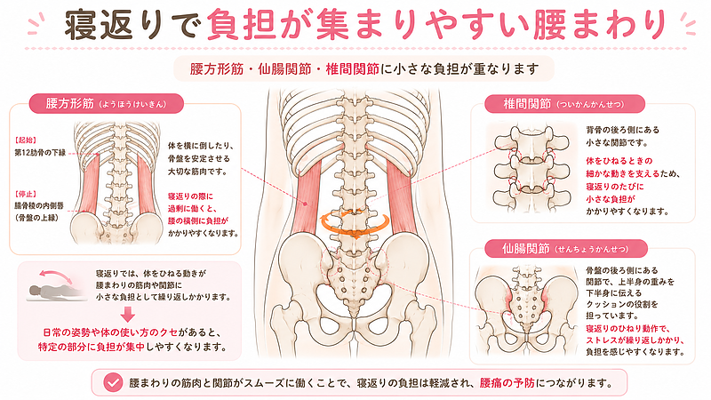 寝返りで腰に負担が集中すると、腰方形筋、仙腸関節、椎間関節などに小さなストレスが重なります。腰の横側の張りや、寝返り時の奥の痛みは、こうした腰まわりの負担と関係することがあります。