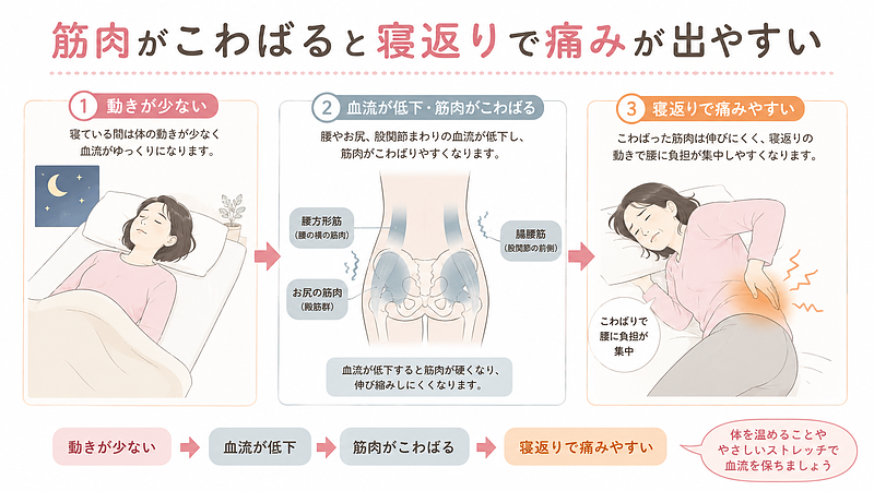 寝ている間は体の動きが少なくなり、腰・お尻・股関節まわりの血流が低下しやすくなります。筋肉がこわばった状態で寝返りをすると、筋肉が伸び縮みしにくくなり、腰に痛みが出やすくなります。