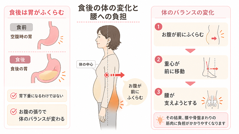 食後に胃がふくらみ、お腹の張りによって体の重心が前に移動し、腰が支えようとして負担が増える流れを示した図解画像です。胃下垂と断定せず、食後の自然な体の変化として分かりやすく表現しています。 食後に胃がふくらみ、お腹の張りによって体の重心が前に移動し、腰が支えようとして負担が増える流れを示した図解画像です。胃下垂と断定せず、食後の自然な体の変化として分かりやすく表現しています。
