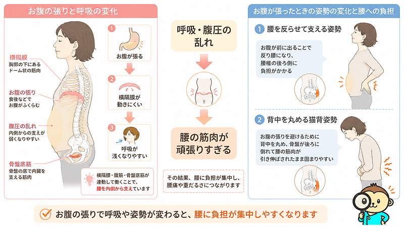 お腹の張りによって横隔膜の動きが制限され、呼吸や腹圧が乱れることで腰の筋肉に負担が集中しやすくなる仕組みを解説した画像です。反り腰姿勢と猫背姿勢の両方から、食後の腰痛との関係を示しています。 お腹の張りによって横隔膜の動きが制限され、呼吸や腹圧が乱れることで腰の筋肉に負担が集中しやすくなる仕組みを解説した画像です。反り腰姿勢と猫背姿勢の両方から、食後の腰痛との関係を示しています。
