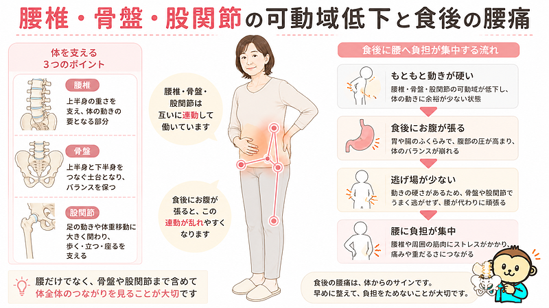 腰椎・骨盤・股関節の可動域が低下している状態に、食後のお腹の張りが加わることで腰に負担が集中する流れを示した画像です。腰だけでなく、骨盤や股関節まで含めて体全体のつながりを見る大切さを伝えています。 腰椎・骨盤・股関節の可動域が低下している状態に、食後のお腹の張りが加わることで腰に負担が集中する流れを示した画像です。腰だけでなく、骨盤や股関節まで含めて体全体のつながりを見る大切さを伝えています。