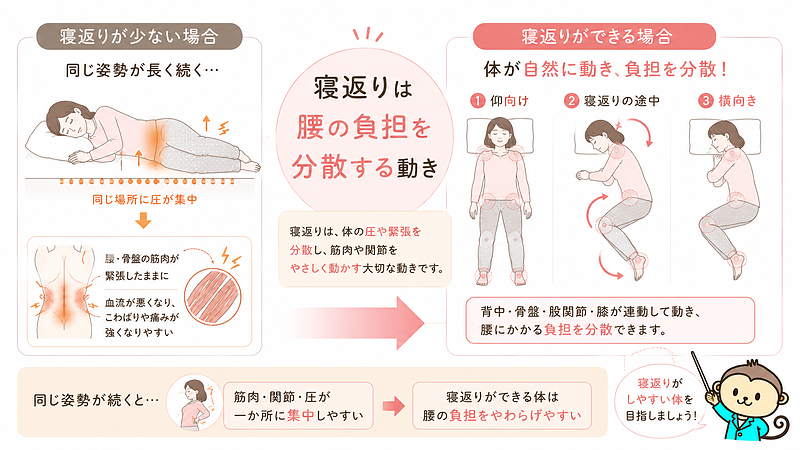 寝返りが少ないことで腰に負担が集中しやすくなる理由を比較で示した図解画像です。同じ姿勢が長く続くと腰・骨盤まわりに圧や筋肉の緊張が集まりやすくなります。一方、自然に寝返りできる体では、背中・骨盤・股関節・膝が連動し、腰への負担を分散しやすくなることを視覚的に表現しています。 寝返りが少ないことで腰に負担が集中しやすくなる理由を比較で示した図解画像です。同じ姿勢が長く続くと腰・骨盤まわりに圧や筋肉の緊張が集まりやすくなります。一方、自然に寝返りできる体では、背中・骨盤・股関節・膝が連動し、腰への負担を分散しやすくなることを視覚的に表現しています。