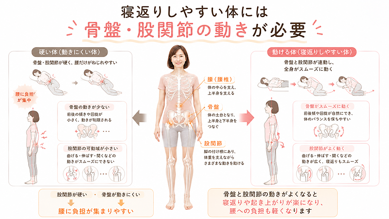 腰痛と寝返りに関係する、腰・骨盤・股関節の連動を解説した画像です。中央の人体図で腰椎、骨盤、股関節の位置を示し、左側では骨盤や股関節が硬いことで腰だけに負担が集まりやすい状態、右側では骨盤と股関節が連動して動くことで寝返りや起き上がりがスムーズになりやすい状態を比較しています。 腰痛と寝返りに関係する、腰・骨盤・股関節の連動を解説した画像です。中央の人体図で腰椎、骨盤、股関節の位置を示し、左側では骨盤や股関節が硬いことで腰だけに負担が集まりやすい状態、右側では骨盤と股関節が連動して動くことで寝返りや起き上がりがスムーズになりやすい状態を比較しています。