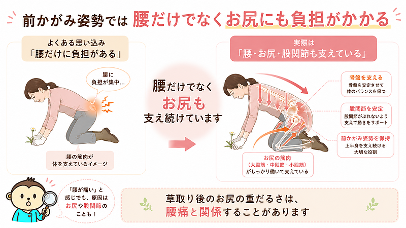 前かがみ姿勢では腰だけでなく、お尻や股関節も体を支えていることを解説した画像です。草取り後のお尻の重だるさが腰痛と関係する理由を、左右比較と骨盤・股関節の連動図で分かりやすく表現しています。 前かがみ姿勢では腰だけでなく、お尻や股関節も体を支えていることを解説した画像です。草取り後のお尻の重だるさが腰痛と関係する理由を、左右比較と骨盤・股関節の連動図で分かりやすく表現しています。