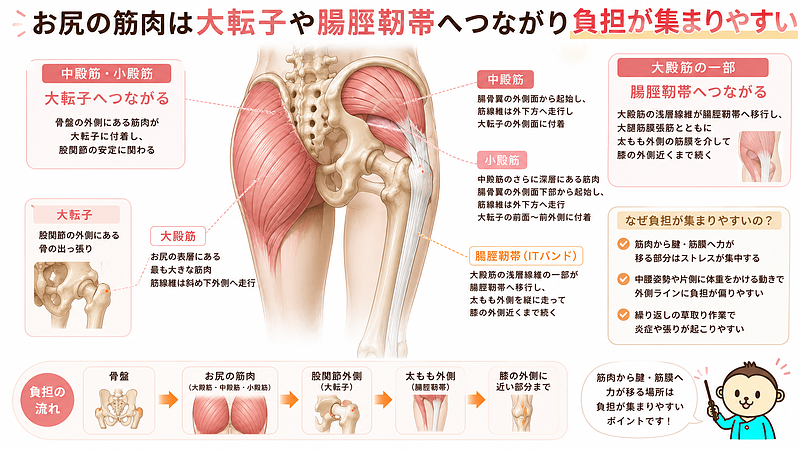 お尻の筋肉が大転子や腸脛靭帯へつながり、負担が集まりやすい構造を示した専門図解画像です。大殿筋・中殿筋・小殿筋と太もも外側のつながりを示し、腰痛だけでなく股関節外側や太もも外側の張りにも関係することを説明しています。 お尻の筋肉が大転子や腸脛靭帯へつながり、負担が集まりやすい構造を示した専門図解画像です。大殿筋・中殿筋・小殿筋と太もも外側のつながりを示し、腰痛だけでなく股関節外側や太もも外側の張りにも関係することを説明しています。