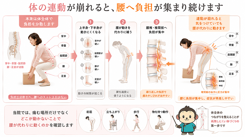 物を持ち上げる動作を例に、体全体が連動している場合と、腰だけに負担が集中している場合を比較した画像です。本来は背中、骨盤、股関節、膝、足首が連動することで、持ち上げ動作の負担を体全体へ分散します。しかし、上半身や下半身の関節が動きにくくなると、その不足した動きを腰が代わりに補うようになり、腰椎や椎間板へ負担が集中します。当院では痛む場所だけを見るのではなく、前屈、立ち上がり、歩行、物を持つ動作を確認し、どの部分が動かないことで腰が代わりに働いているのかを見ていくことを示しています。 物を持ち上げる動作を例に、体全体が連動している場合と、腰だけに負担が集中している場合を比較した画像です。本来は背中、骨盤、股関節、膝、足首が連動することで、持ち上げ動作の負担を体全体へ分散します。しかし、上半身や下半身の関節が動きにくくなると、その不足した動きを腰が代わりに補うようになり、腰椎や椎間板へ負担が集中します。当院では痛む場所だけを見るのではなく、前屈、立ち上がり、歩行、物を持つ動作を確認し、どの部分が動かないことで腰が代わりに働いているのかを見ていくことを示しています。