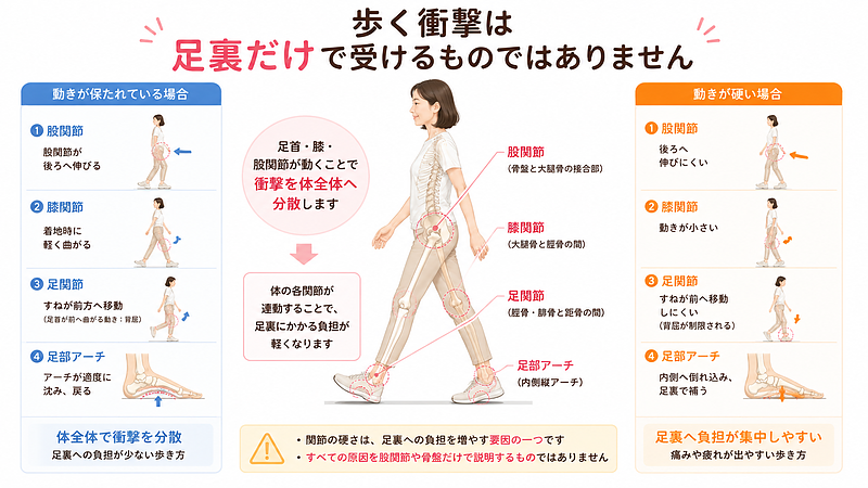 歩くときの衝撃は、足裏だけで受け止めるものではありません。足のアーチがしなり、足首が前へ動き、膝が軽く曲がり、股関節が後ろへ伸びることで、体全体へ衝撃が分散されます。一方、足首や膝、股関節の動きが小さいと、足部が内側へ倒れ込むなど別の動きで補い、足裏へ負担が集中しやすくなります。この画像は、関節の硬さが足裏の痛みを増やす要因の一つであることを、歩行時の連動から示しています。 歩くときの衝撃は、足裏だけで受け止めるものではありません。足のアーチがしなり、足首が前へ動き、膝が軽く曲がり、股関節が後ろへ伸びることで、体全体へ衝撃が分散されます。一方、足首や膝、股関節の動きが小さいと、足部が内側へ倒れ込むなど別の動きで補い、足裏へ負担が集中しやすくなります。この画像は、関節の硬さが足裏の痛みを増やす要因の一つであることを、歩行時の連動から示しています。