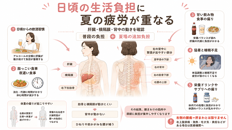 肝臓は右上腹部の肋骨の内側にあり、その上には呼吸に関わる横隔膜があります。画像では、日頃からの飲酒、脂っこい食事や夜遅い食事、甘い飲み物、猛暑による睡眠不足などの生活負担が重なることで、右の肋骨周辺や背中、腰上部の緊張に影響する可能性を示しています。肋骨や横隔膜、背中の動きが小さくなると、ひねりや前かがみの動きを腰が補い、腰への負担が増えることがあります。ただし、右側の腰痛が必ず肝臓に関係するわけではありません。右上腹部の強い痛み、発熱、吐き気、黄疸などがある場合は、医療機関での確認が優先されます。 肝臓は右上腹部の肋骨の内側にあり、その上には呼吸に関わる横隔膜があります。画像では、日頃からの飲酒、脂っこい食事や夜遅い食事、甘い飲み物、猛暑による睡眠不足などの生活負担が重なることで、右の肋骨周辺や背中、腰上部の緊張に影響する可能性を示しています。肋骨や横隔膜、背中の動きが小さくなると、ひねりや前かがみの動きを腰が補い、腰への負担が増えることがあります。ただし、右側の腰痛が必ず肝臓に関係するわけではありません。右上腹部の強い痛み、発熱、吐き気、黄疸などがある場合は、医療機関での確認が優先されます。