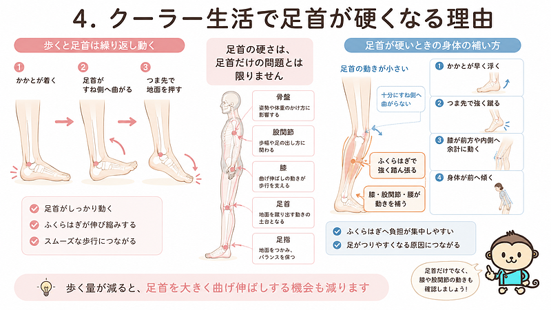 歩行時の足首の動きと、足首が硬いときに膝や股関節、腰が動きを補い、ふくらはぎへ負担が集中する仕組みを解説した画像です。 歩行時の足首の動きと、足首が硬いときに膝や股関節、腰が動きを補い、ふくらはぎへ負担が集中する仕組みを解説した画像です。
