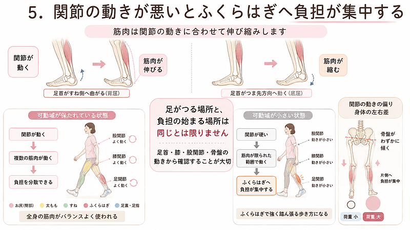 関節の可動域が保たれている状態と硬くなった状態を比較し、筋肉の伸び縮みや身体の左右差がふくらはぎへの負担に関係することを示した画像です。 関節の可動域が保たれている状態と硬くなった状態を比較し、筋肉の伸び縮みや身体の左右差がふくらはぎへの負担に関係することを示した画像です。