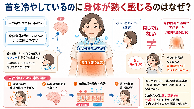首を冷やして皮膚温が下がり、身体全体が涼しくなったように感じても、身体内部の温度が同じように下がるとは限らないことを示した体温調節の解説画像です。首の冷たさは脳へ伝わりますが、発汗や皮膚血流による体温調節は、皮膚と身体内部の温度情報をもとに行われます。冷却グッズを外した後に元の温度を強く感じ、急に身体が熱くなったように感じることもあります。 首を冷やして皮膚温が下がり、身体全体が涼しくなったように感じても、身体内部の温度が同じように下がるとは限らないことを示した体温調節の解説画像です。首の冷たさは脳へ伝わりますが、発汗や皮膚血流による体温調節は、皮膚と身体内部の温度情報をもとに行われます。冷却グッズを外した後に元の温度を強く感じ、急に身体が熱くなったように感じることもあります。