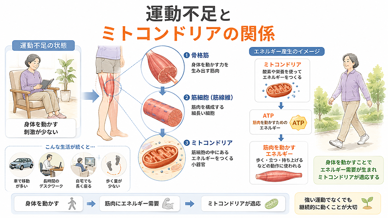 運動不足と、筋肉内のミトコンドリアによるエネルギー産生の関係を、骨格筋からATPまで段階的に示した図です。