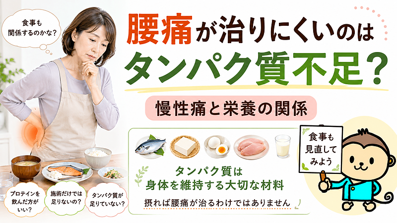 慢性腰痛に悩む女性とタンパク質を含む食品を組み合わせ、腰痛と栄養の関係や、タンパク質が身体を維持する大切な材料であることを伝える記事サムネイルです。