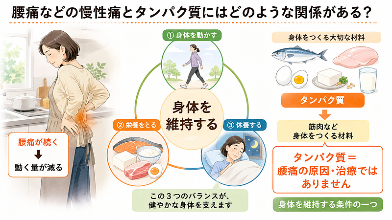慢性腰痛が続く女性と、運動・栄養・休養の3要素を図解し、タンパク質は腰痛を治すものではなく、身体を維持するための大切な材料の一つであることを示した画像です。