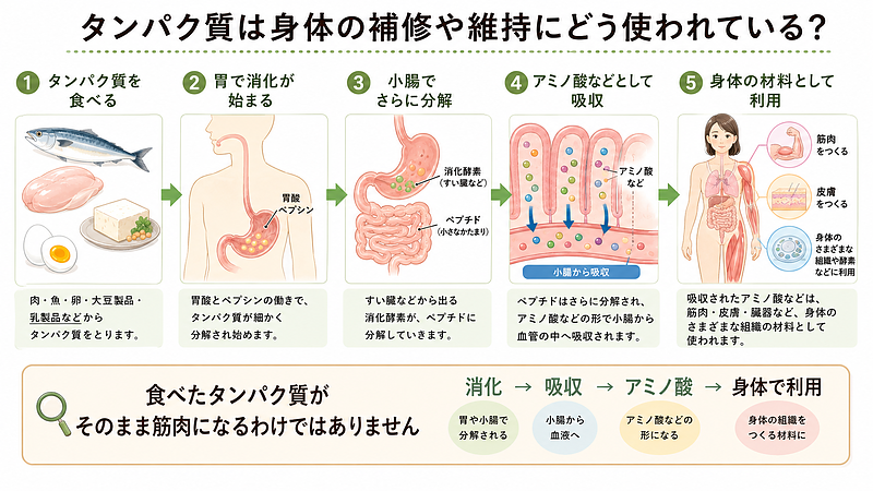 食事から摂ったタンパク質が胃や小腸で消化され、アミノ酸などとして吸収された後、筋肉・皮膚・臓器など身体の組織に利用される流れを示した図解です。