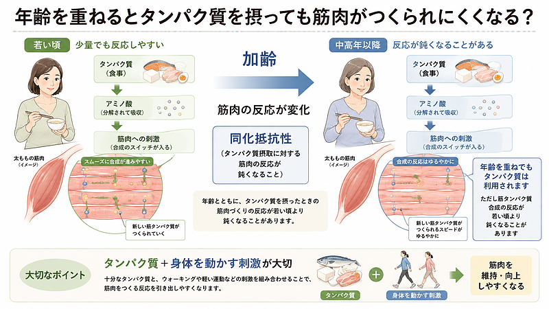 若い頃と中高年以降を比較し、加齢によってタンパク質摂取後の筋タンパク質合成反応が鈍くなることがある「同化抵抗性」を分かりやすく示した画像です。