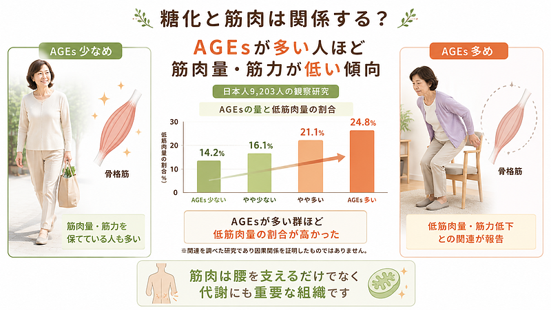 日本人を対象とした研究では、AGEsが多い人ほど低筋肉量や筋力低下との関連がみられています。筋肉は身体を支えるだけでなく、代謝にも関わる重要な組織です。