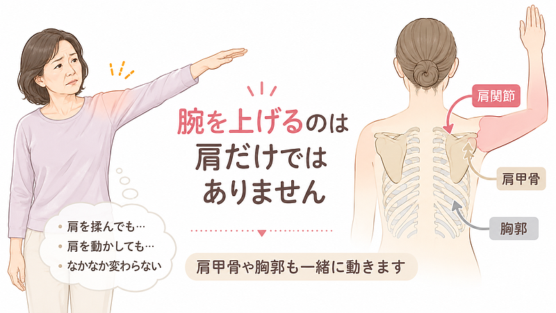 五十肩で腕が上がりにくい場合でも、肩関節だけが原因とは限りません。肩甲骨や胸郭も腕を上げる動きに関わることを分かりやすく示した画像です。