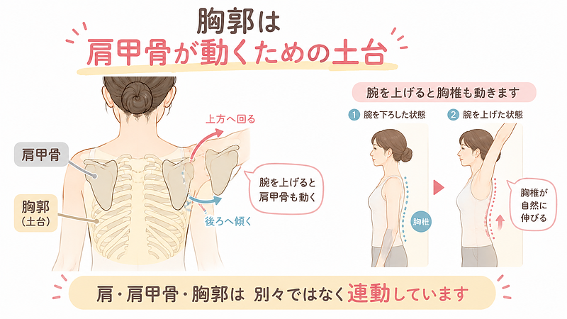 肩甲骨は胸郭の上を動きながら腕の挙上を支えています。肩・肩甲骨・胸郭が連動して動く関係を分かりやすく示した画像です。