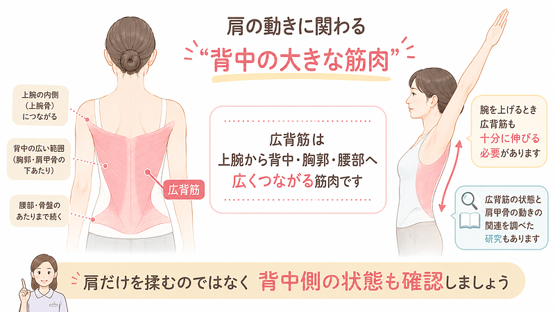 広背筋は上腕から背中・胸郭・腰部へ広くつながり、腕を上げる動きにも関わります。肩だけでなく背中側も確認する理由を示した画像です。