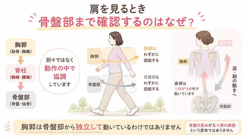 胸郭と骨盤部は脊柱を介してつながり、歩行や体幹運動の中で互いに協調して動きます。肩を見る際に骨盤部まで確認する理由を示した画像です。