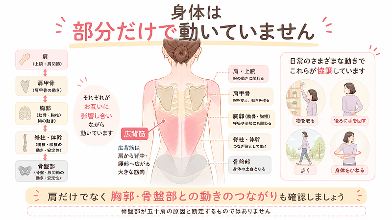 肩、肩甲骨、胸郭、広背筋、骨盤部は別々ではなく、身体の動きの中で影響し合っています。全身のつながりを一枚で整理した画像です。